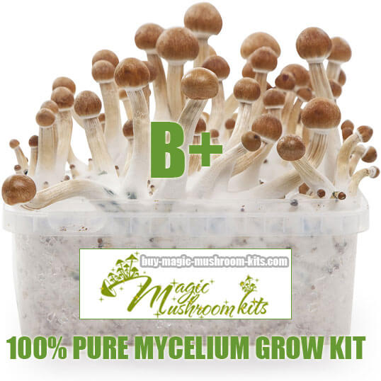 B Plus magic mushroom grow kit