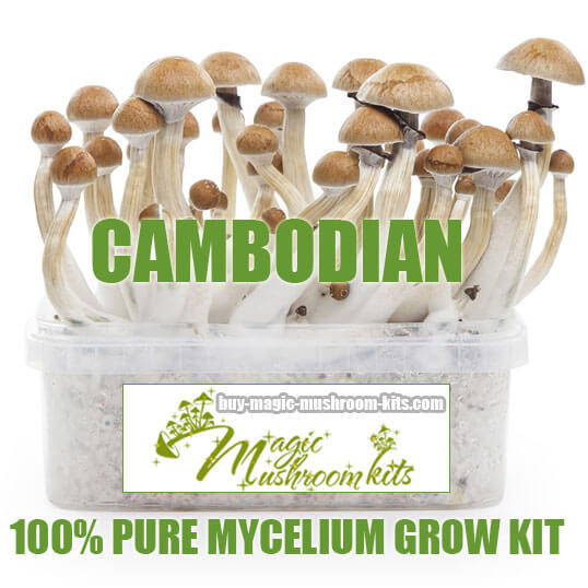Cambodina magic mushroom grow kit