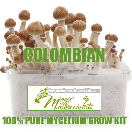 Albino A magic mushroom grow kit