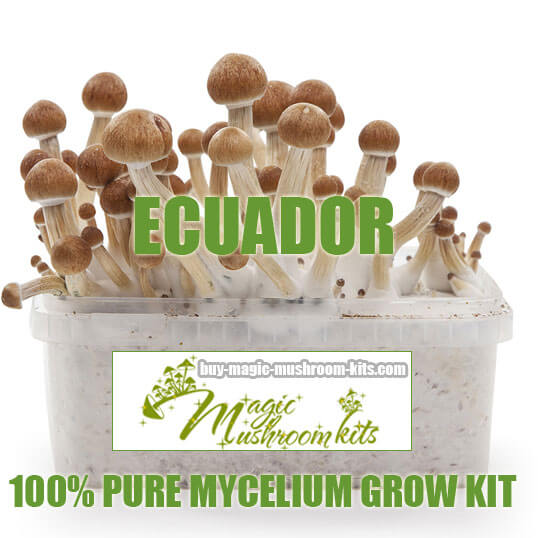 Ecuador magic mushroom grow kit