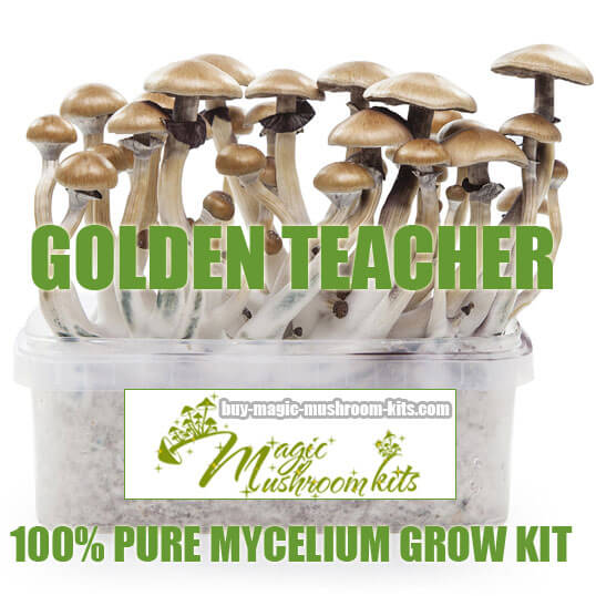golden teacher magic mushroom grow kit