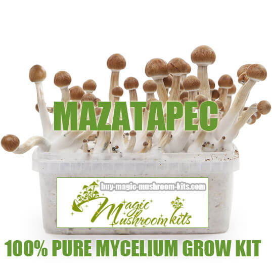 mazatapec magic mushroom grow kit
