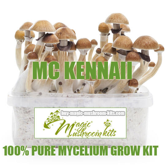 McKennaii magic mushroom grow kit