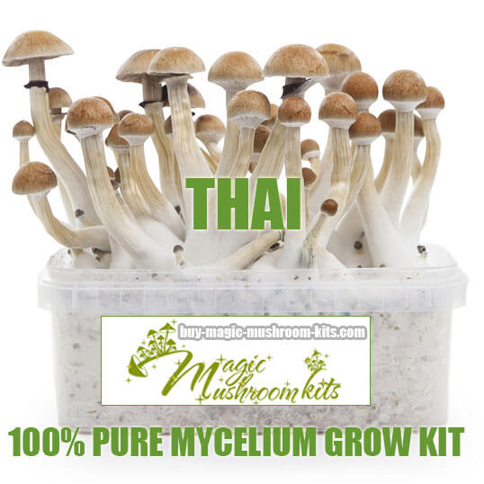 thai magic mushroom grow kit