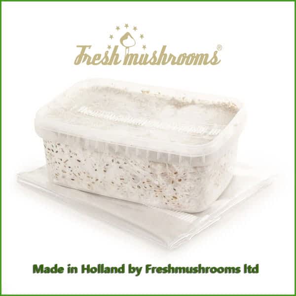 Cambodian grow kit box freshmushrooms 1200ml mycelium Cambodian grow kit box freshmushrooms 1200ml mycelium