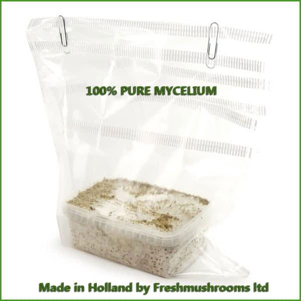Colombian 1200ml 100% mycelium growkit Colombian 1200ml 100% mycelium growkit
