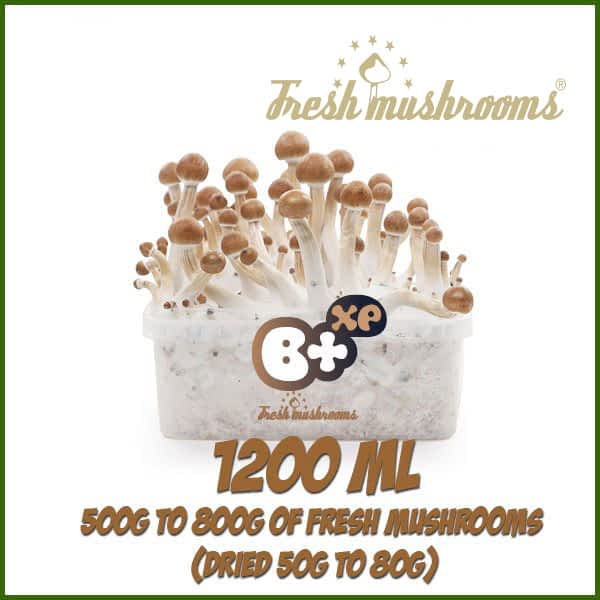 B+ 100% mycelium growkit B+ 100% mycelium growkit