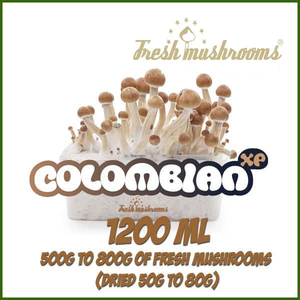 Colombian 100% mycelium Grow Kit Colombian 100% mycelium Grow Kit