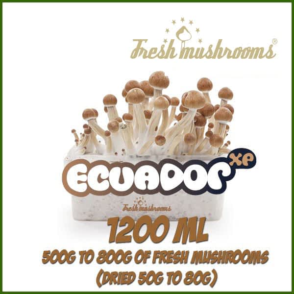 Ecuador 100% mycelium Growkit Ecuador 100% mycelium Growkit